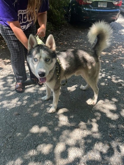 Shelter Stray Male Dog last seen Near Woodlawn St, Belmont, NC, 1491 Business Park Ct, Gastonia, NC 28052, USA