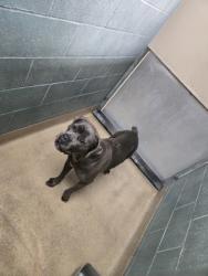 Shelter Stray Female Dog last seen 50th ave and e14th, Oakland, CA, 1101 29th Ave, Oakland, CA 94601, USA