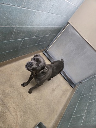 Shelter Stray Female Dog last seen 50th ave and e14th, Oakland, CA, 1101 29th Ave, Oakland, CA 94601, USA