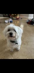 Lost Male Dog last seen East coquina way, Weston, FL 33332