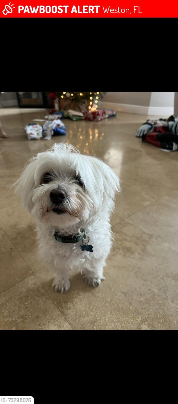Lost Male Dog last seen East coquina way, Weston, FL 33332