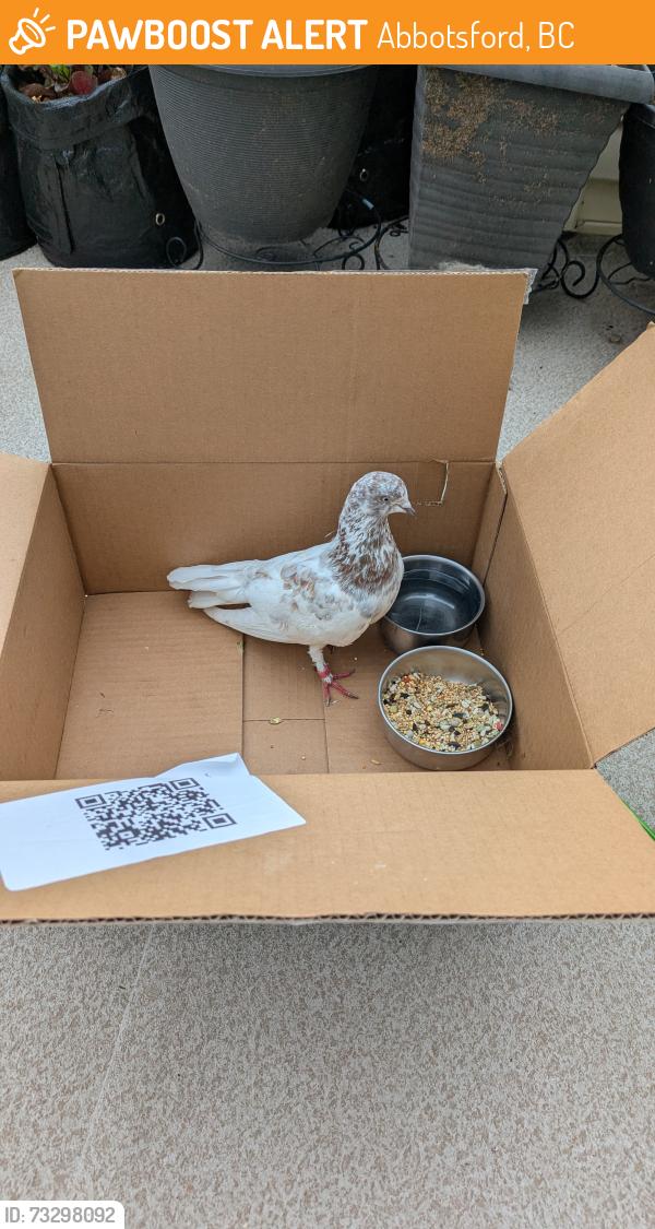 Found/Stray Unknown Bird last seen Townline, Abbotsford, BC 
