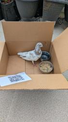 Found/Stray Unknown Bird last seen Townline, Abbotsford, BC 