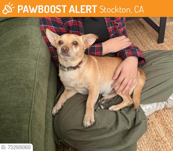 Found/Stray Male Dog last seen Harper street, Stockton, CA 95207