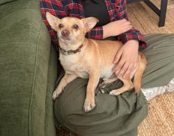 Found/Stray Male Dog last seen Harper street, Stockton, CA 95207