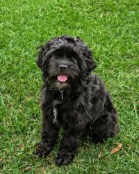 Reunited Male Dog last seen Beamer Rd/Kirkbrush Dr, Houston, TX 77089