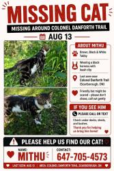 Lost Male Cat last seen Colonial danforth trail, Toronto, ON 