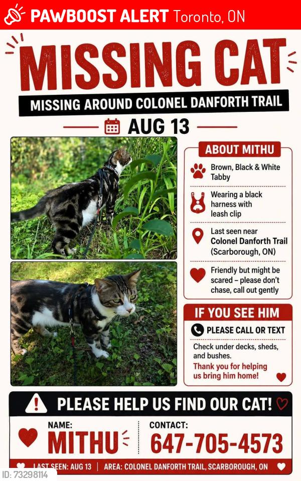Lost Male Cat last seen Colonial danforth trail, Toronto, ON 
