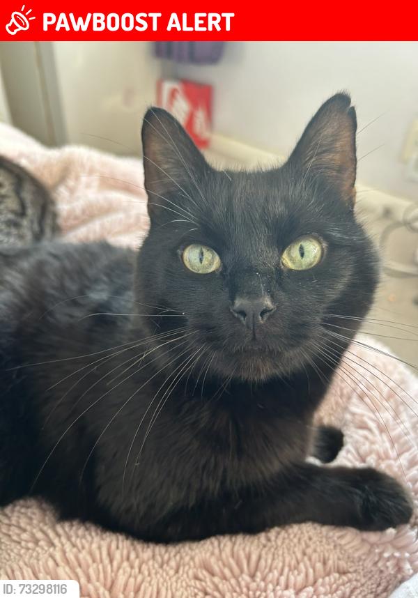 Lost Male Cat last seen Nutwick road, Denvilles, England PO9 2PJ