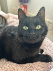 Lost Male Cat last seen Nutwick road, Denvilles, England PO9 2PJ