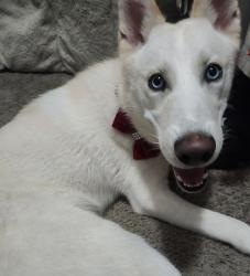 Reunited Female Dog last seen Sterling Trace Dr, Keller, TX 76248