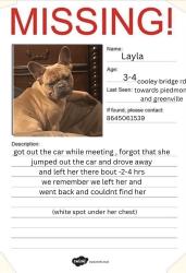 Reunited Female Dog last seen cooley bridge road going towards peidmont/greenville area, Belton, SC 29627