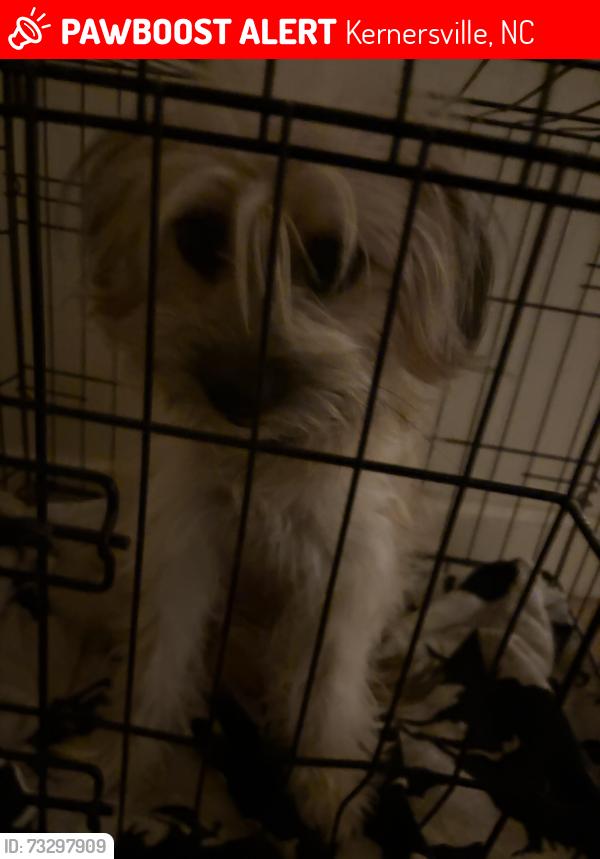 Lost Female Dog last seen Near n main st by the sheetz, Kernersville, NC 27284