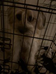 Lost Female Dog last seen Near n main st by the sheetz, Kernersville, NC 27284