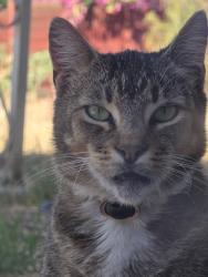 Found/Stray Female Cat last seen North woodside Ave and shadowhill park, Santee, CA 92071