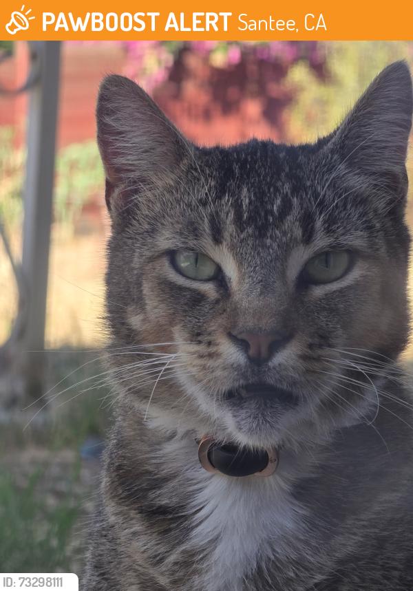 Found/Stray Female Cat last seen North woodside Ave and shadowhill park, Santee, CA 92071