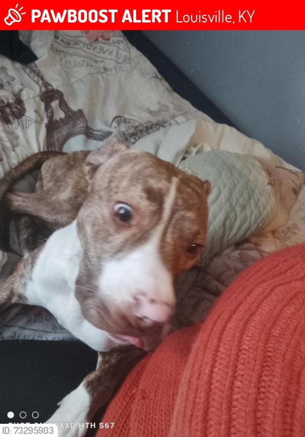 Lost Male Dog last seen Cypress st by Aries spears apt, Louisville, KY 40210