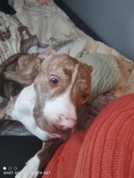 Lost Male Dog last seen Cypress st by Aries spears apt, Louisville, KY 40210