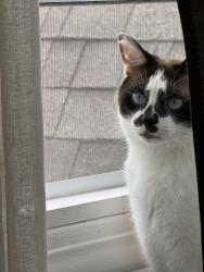 Reunited Male Cat last seen Near Berkeley Rd, Cleveland Heights, OH 44118