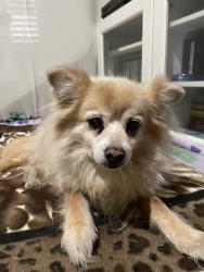 Reunited Male Dog last seen Glendora, CA, USA, Glendora, CA 91740
