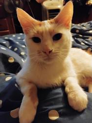 Reunited Male Cat last seen Sherman, Norton Shores, MI 49444
