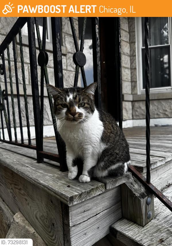 Found/Stray Female Cat last seen Whipple and Palmer, Chicago, IL 60647