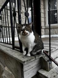 Found/Stray Female Cat last seen Whipple and Palmer, Chicago, IL 60647