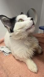 Shelter Stray Male Cat last seen Near Commercial Street, San Diego, CA, 92113, 5500 Gaines St, San Diego, CA 92110, USA