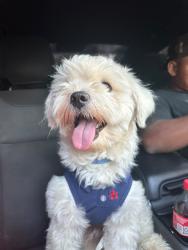 Reunited Male Dog last seen Near 1st St, Fayetteville, NC 28311, USA, Fayetteville, NC 28311