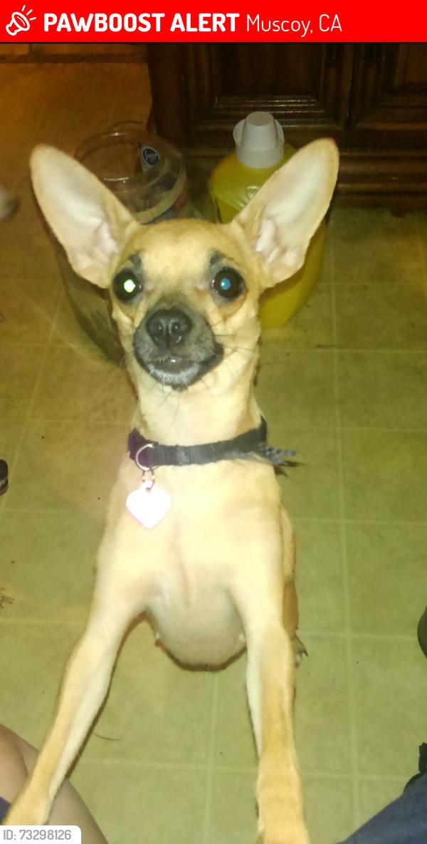 Lost Female Dog last seen Mallory st and Macy st, Muscoy, CA 92411