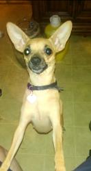 Lost Female Dog last seen Mallory st and Macy st, Muscoy, CA 92411