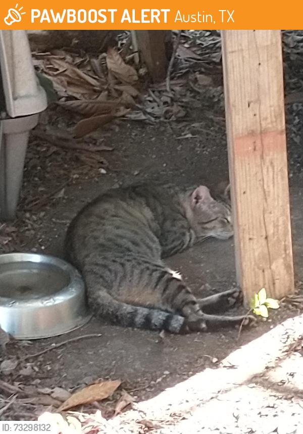 Found/Stray Male Cat last seen William Cannon and Woodhue, Austin, TX 78745