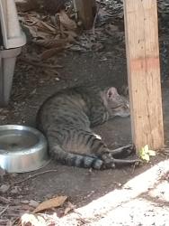 Found/Stray Male Cat last seen William Cannon and Woodhue, Austin, TX 78745