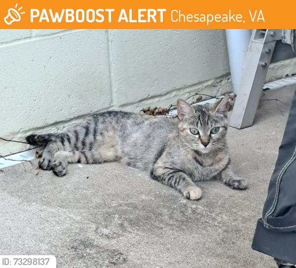 Found/Stray Unknown Cat last seen Baywood Trail & Shell Road (Deep Creek), Chesapeake, VA 23323