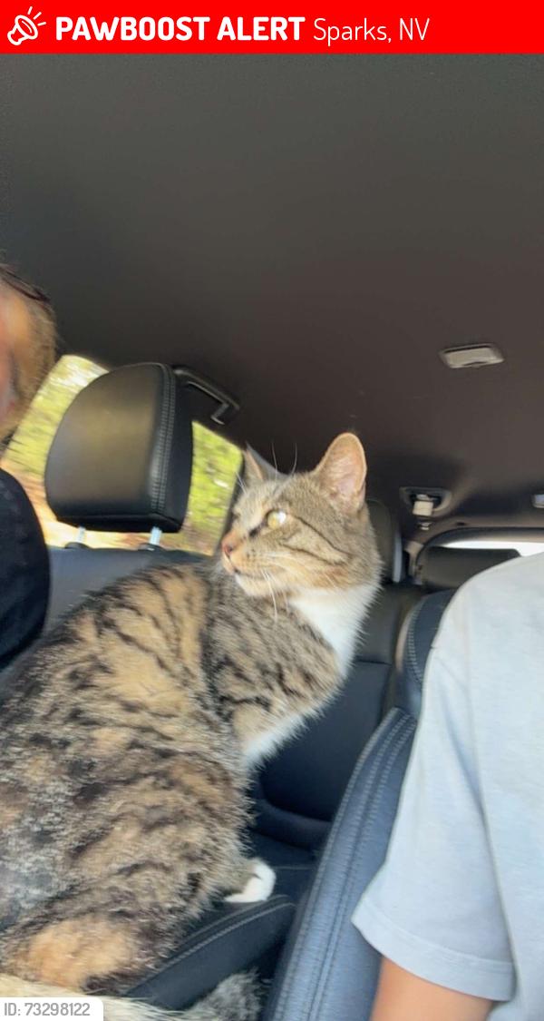 Lost Male Cat last seen Prater way and Sullivan, Sparks, NV 89431