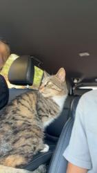 Lost Male Cat last seen Prater way and Sullivan, Sparks, NV 89431