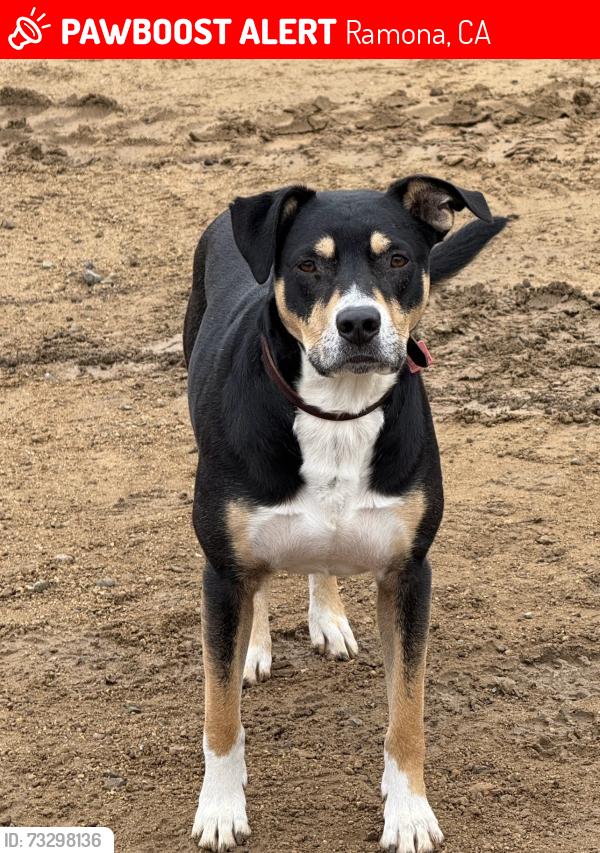 Lost Male Dog last seen West end Ramona, Ramona, CA 92065