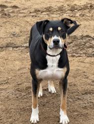 Lost Male Dog last seen West end Ramona, Ramona, CA 92065
