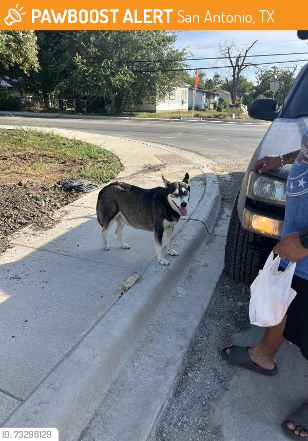 Found/Stray Female Dog last seen Goliad rd & mcdugal, San Antonio, TX 78223