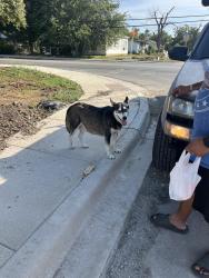 Found/Stray Female Dog last seen Goliad rd & mcdugal, San Antonio, TX 78223