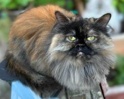 Lost Female Cat last seen Corfield Road and Butler Ave, Parksville, BC V9P 1K9