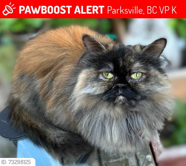 Lost Female Cat last seen Corfield Road and Butler Ave, Parksville, BC V9P 1K9