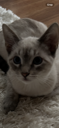 Lost Male Cat last seen Raintree, Vista, CA 92084