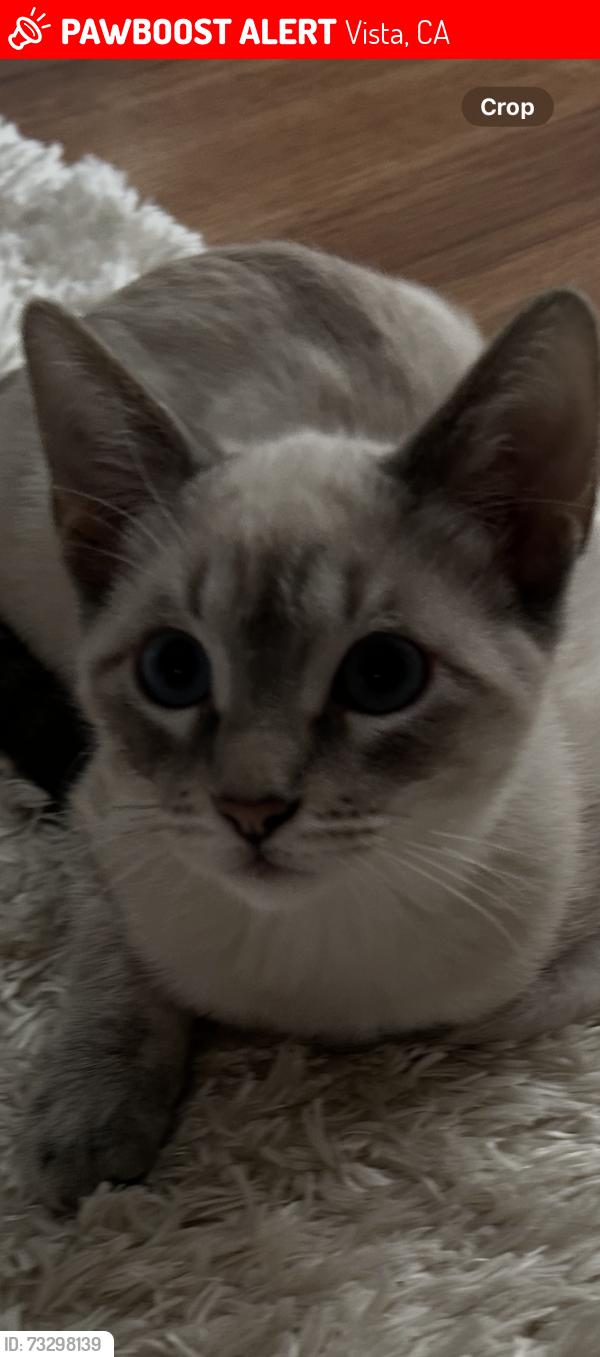 Lost Male Cat last seen Raintree, Vista, CA 92084