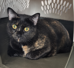Reunited Female Cat last seen Near Hayslette Ave, Hurricane, WV 25526