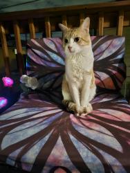 Found/Stray Male Cat last seen Clinton St and Greenwood, River Grove, IL 60171