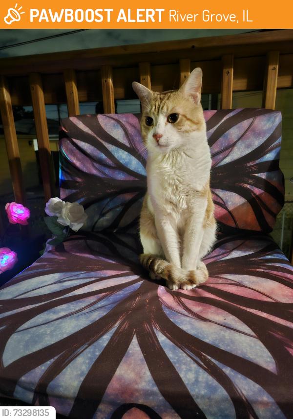 Found/Stray Male Cat last seen Clinton St and Greenwood, River Grove, IL 60171