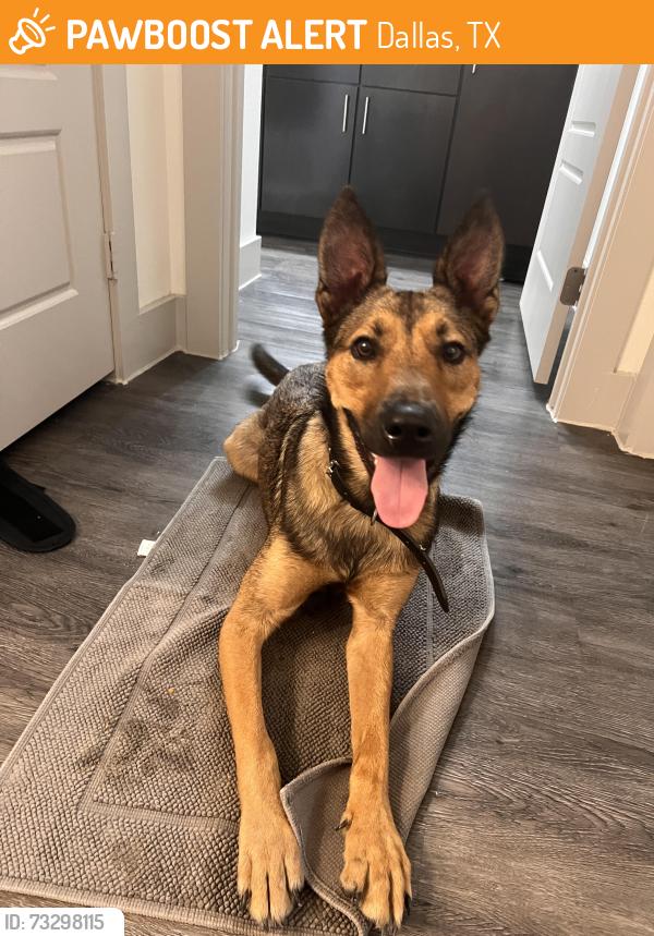 Found/Stray Male Dog last seen Skillman and Walnut Hill, Dallas, TX 75231