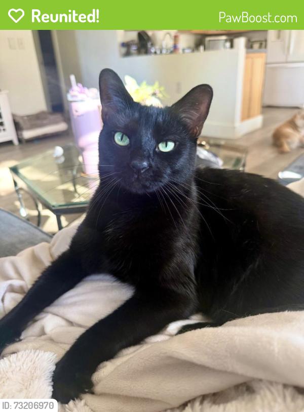 Reunited Male Cat last seen Ridgecrest, Largo, FL 33778