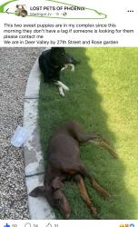Found/Stray Unknown Dog last seen Extended stay, Phoenix, AZ 85027